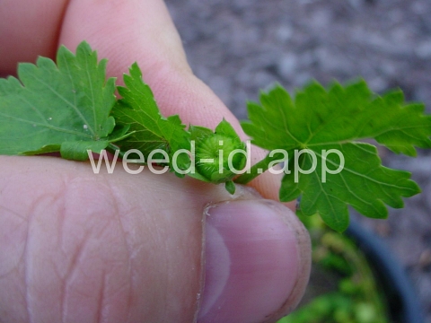 mallow, bristly